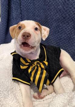 Pit Bull Terrier Dogs Available for Adoption - Cisco | PetCurious