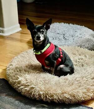 Rescue Chihuahua Dogs for Adoption in Willingboro, New Jersey - Tempo | PetCurious