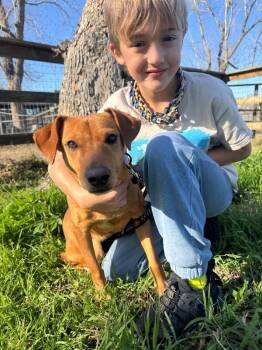 Rhodesian Ridgeback and Dachshund Dogs Available for Adoption in Friendswood, Texas - Kaykay Babay Petite Princess | PetCurious