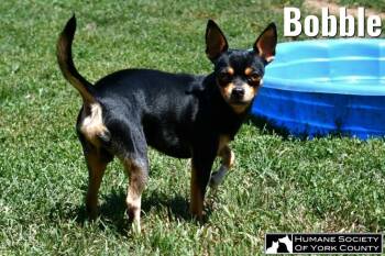 Nunchucks -  Chihuahua Dog for Adoption in Fort Mill, South Carolina - Nunchucks | PetCurious
