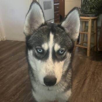 Misha -  Siberian Husky Dog for Adoption in Nashville, Tennessee - Misha | PetCurious