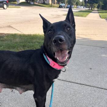 Vivaldi -  Mixed Breed Dog for Adoption in Wheeling, Illinois - Vivaldi | PetCurious