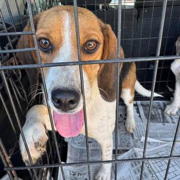 Fern -  Beagle Dog for Adoption in Washington, District Of Columbia - Fern | PetCurious