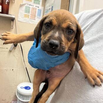 Garza -  Pit Bull Terrier Dog for Adoption in Birmingham, Alabama - Garza | PetCurious