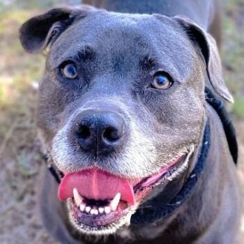 Rescue Mixed Breed Dogs for Adoption in Port Charlotte, Florida - Kali | PetCurious