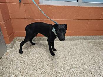 BEVERLY -  Labrador Retriever and Mixed Breed Dog for Adoption in Pueblo, Colorado - BEVERLY | PetCurious