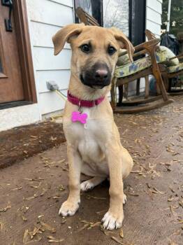 Shepherd and Catahoula Leopard Dog Dogs Available for Adoption in Roxbury Township, New Jersey - Gwendolyn  | PetCurious