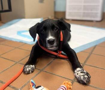 Labrador Retriever Dogs Available for Adoption in Stamford, Connecticut - Marty | PetCurious