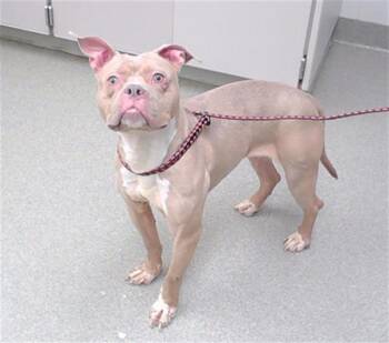 SIMONE -  American Bulldog and Mixed Breed Dog for Adoption in Omaha, Nebraska - SIMONE | PetCurious