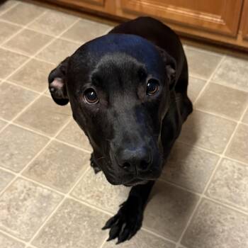 Chance -  Labrador Retriever Dog for Adoption in Columbia, South Carolina - Chance | PetCurious