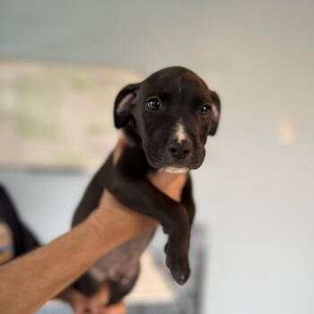 Mixed Breed Dogs Available for Adoption in Loxahatchee Groves, Florida - Ford 5215 | PetCurious