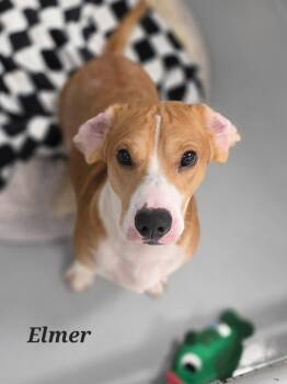Elmer -  Beagle and Basset Hound Dog for Adoption in Brookville, Ohio - Elmer | PetCurious