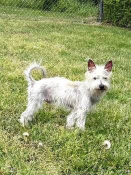 Terrier Dogs Available for Adoption in Middle Township, New Jersey - Milo | PetCurious