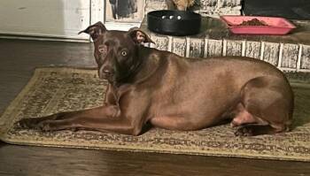 Mixed Breed Dogs Available for Adoption in Columbia, South Carolina - ROLO | PetCurious