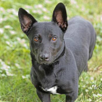 Henry -  Cardigan Welsh Corgi and Shepherd Dog for Adoption in Abilene, Texas - Henry | PetCurious