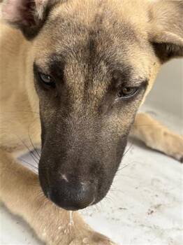 Rescue German Shepherd Dog and Mixed Breed Dogs for Adoption in Houston, Texas - A643777 | PetCurious