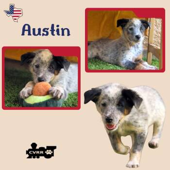 Austin (Puppy) -  Australian Cattle Dog Blue Heeler Dog for Adoption in Lindsay, California - Austin (Puppy) | PetCurious