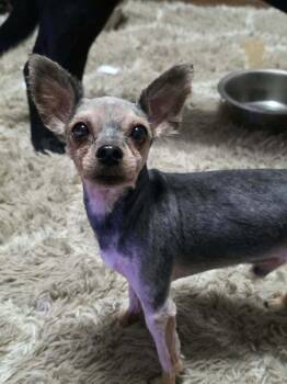 Jackie Jax -  Yorkshire Terrier Dog for Adoption in Aurora, Indiana - Jackie Jax | PetCurious