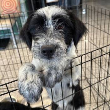 B.J. -  Terrier and Mixed Breed Dog for Adoption in San Francisco, California - B.J. | PetCurious