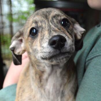 Terrier and Mixed Breed Dogs Available for Adoption in Mundelein, Illinois - Aster | PetCurious