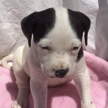 Peanut -  Mixed Breed Dog for Adoption in Calgary, Alberta - Peanut | PetCurious
