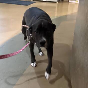 Nova -  Mixed Breed Dog for Adoption in Winston-salem, North Carolina - Nova | PetCurious