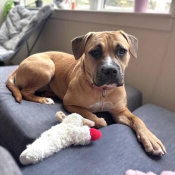 Bullmastiff and Mixed Breed Dogs Available for Adoption - Maura | PetCurious