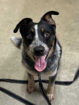 Mossy -  Australian Cattle Dog Blue Heeler Dog for Adoption in Mason City, Iowa - Mossy | PetCurious