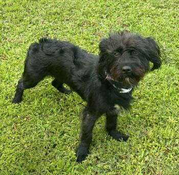 Schnauzer Dogs Available for Adoption in Lucedale, Mississippi - Lucy | PetCurious
