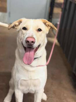 Yellow Labrador Retriever Dogs Available for Adoption in Red Deer County, Alberta - Tanner | PetCurious