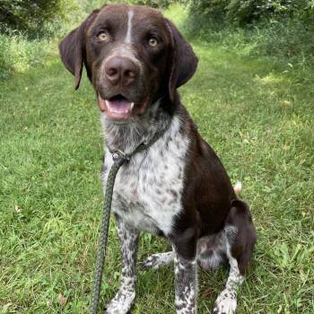 Morty -  German Shorthaired Pointer Dog for Adoption in Allegan, Michigan - Morty | PetCurious