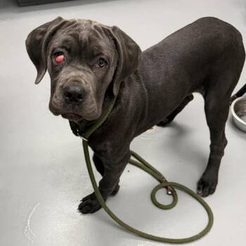 Cane Corso Dogs Available for Adoption in Fredericksburg, Virginia - Thalia | PetCurious