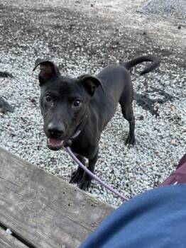 Red Velvet -  Mixed Breed Dog for Adoption in Chamblee, Georgia - Red Velvet | PetCurious