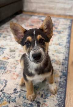 Australian Cattle Dog Blue Heeler and Labrador Retriever Dogs Available for Adoption in Fort Lupton, Colorado - Siachen | PetCurious