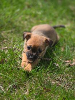 Chihuahua and Terrier Dogs Available for Adoption in Plainfield, Illinois - Posie | PetCurious