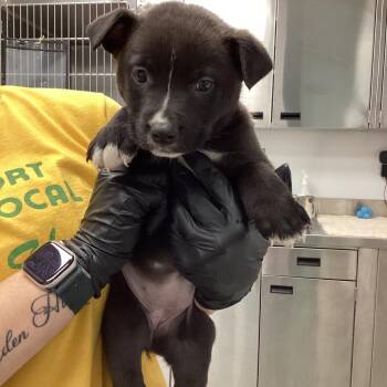 Terrier and Collie Dogs Available for Adoption - Charlotte | PetCurious