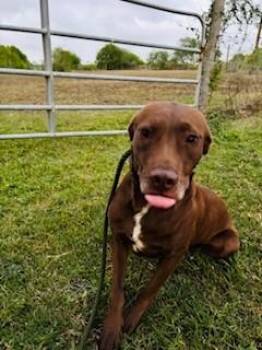 Labrador Retriever and Mixed Breed Dogs Available for Adoption in Frisco, Colorado - CINNABON | PetCurious