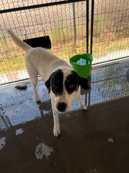 Aubry -  Coonhound Dog for Adoption in Big Spring, Texas - Aubry | PetCurious