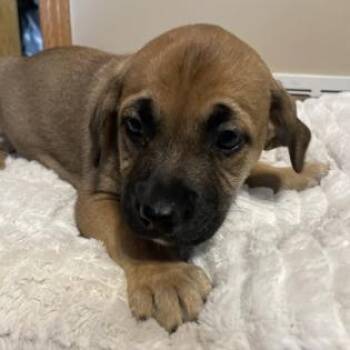 Mixed Breed Dogs Available for Adoption in Dekalb, Illinois - Puddles | PetCurious