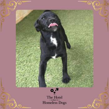 Bonnie -  Labrador Retriever and Terrier Dog for Adoption in Cumberland, Rhode Island - Bonnie | PetCurious