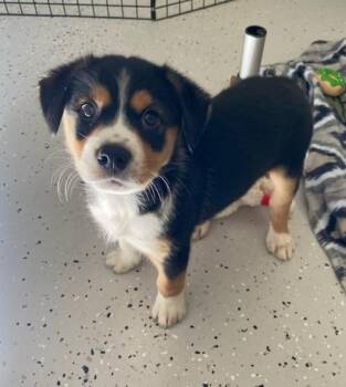 Rescue Mixed Breed Dogs for Adoption - Huck | PetCurious