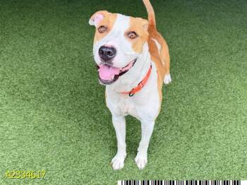 HUGHIE -  Mixed Breed Dog for Adoption in West Palm Beach, Florida - HUGHIE | PetCurious