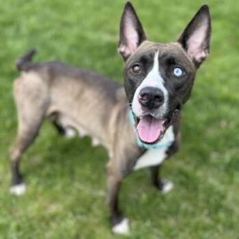 Mixed Breed Dogs Available for Adoption in Janesville, Wisconsin - Indie | PetCurious