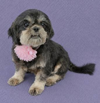 Bubbles -  Shih Tzu Dog for Adoption in Lodi, California - Bubbles | PetCurious