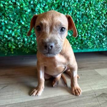 Corn Nut -  American Bully and Terrier Dog for Adoption in Las Vegas, Nevada - Corn Nut | PetCurious