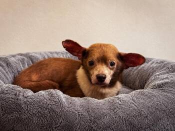 Hudson -  Chihuahua Dog for Adoption in Yukon, Oklahoma - Hudson | PetCurious