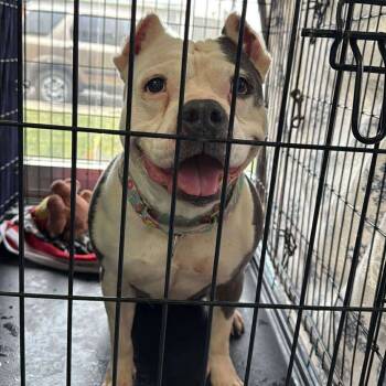 Rescue Pit Bull Terrier Dogs for Adoption in Wichita, Kansas - Diva | PetCurious