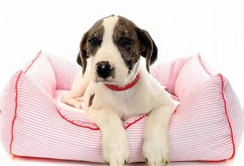 Harrier and Mixed Breed Dogs Available for Adoption in Fort Lauderdale, Florida - DESIREE | PetCurious