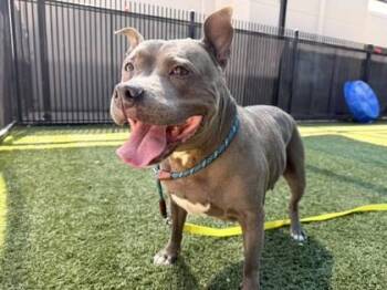 Kleo -  American Staffordshire Terrier and Mixed Breed Dog for Adoption in Roseville, California - Kleo | PetCurious