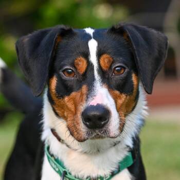 Hutch -  Hound Dog for Adoption in Arlington Heights, Illinois - Hutch | PetCurious